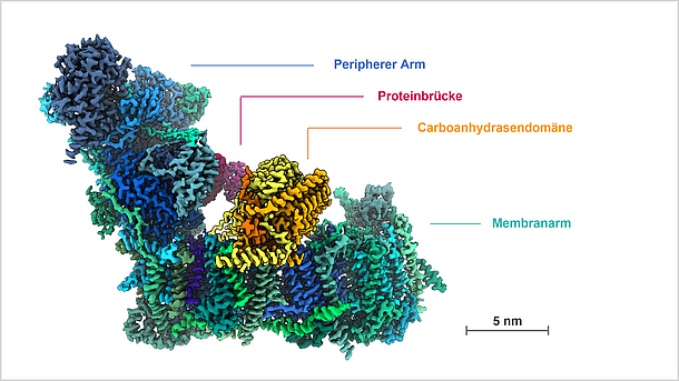 Atomares Modell und funktionelle Module des Komplex I der Modellpflanze Arabidopsis thaliana