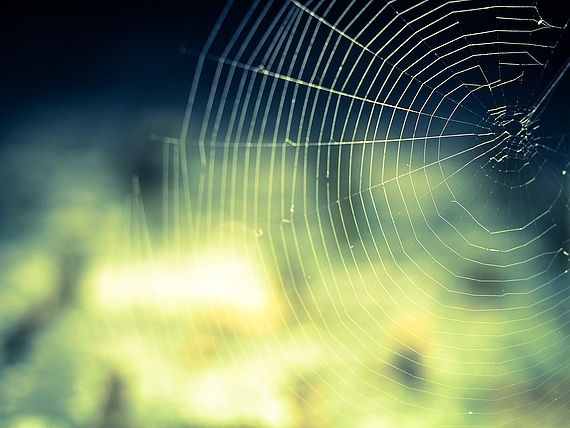 Spider web in front of bright light