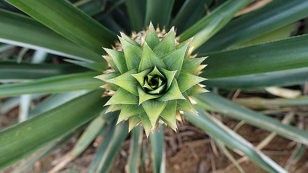 Ananaskrone von oben