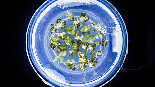 Pflanzengewebe, hier Blätter, in In-vitro-Kultur