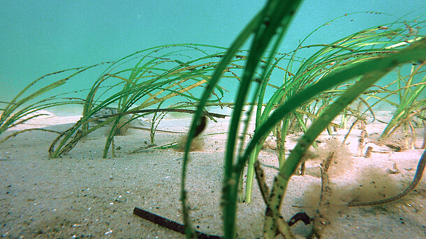 Sea weed