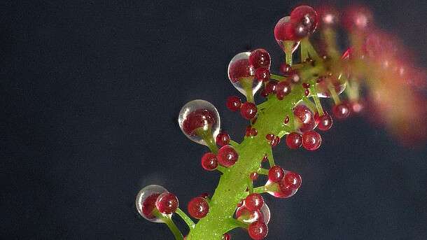 A carnivorous leaf of Triphyophyllum peltatum with glands excreting a sticky liquid to capture insect prey